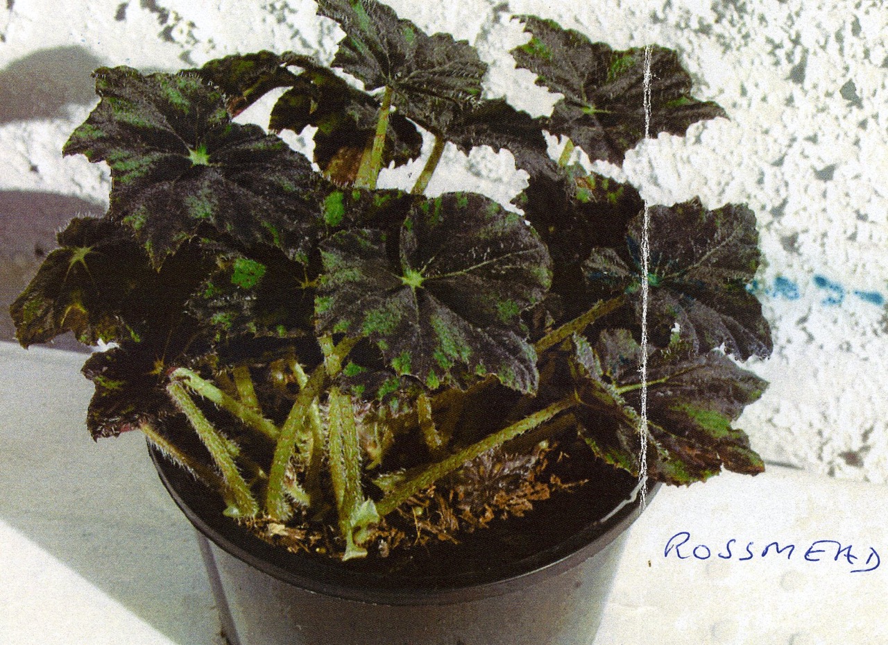 B. ‘Rossmead’
